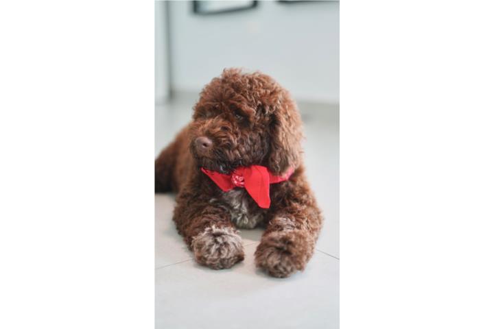Lagotto Romagnolo