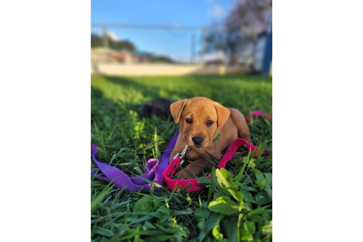 Se regalan Perros machos labrador mix