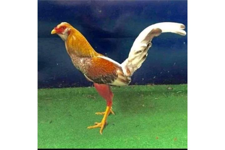 Pareja de gallos finos linea reconocid