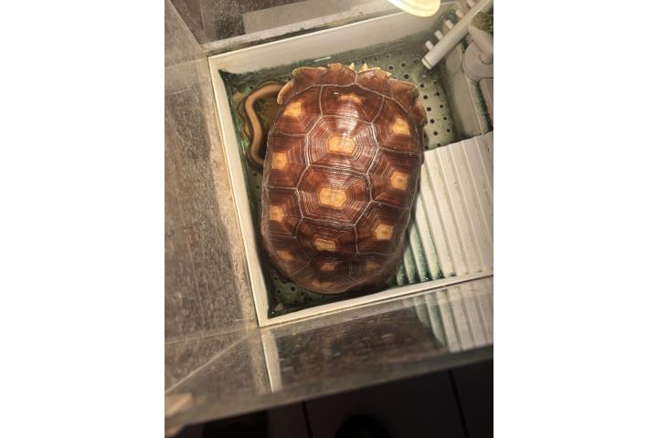 Se vende tortuga sulcata de un año