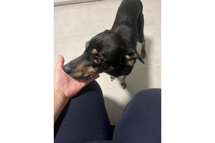 Perro joven necesita nueva casa