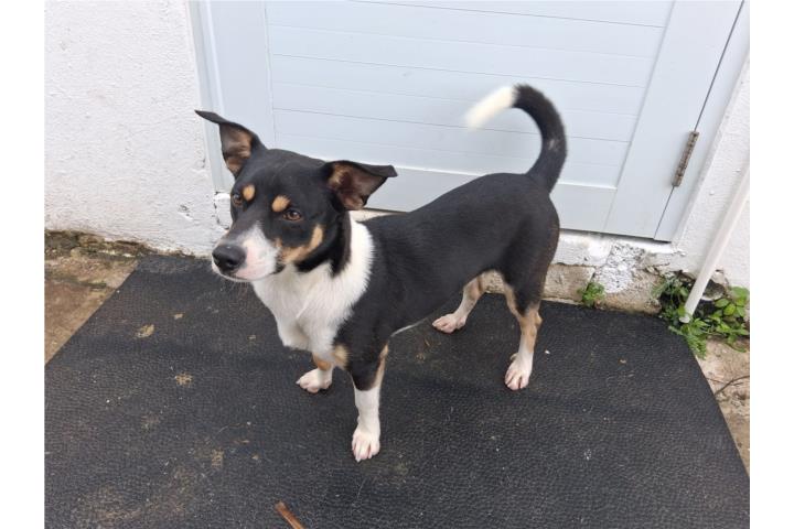 Perro joven necesita casa nueva