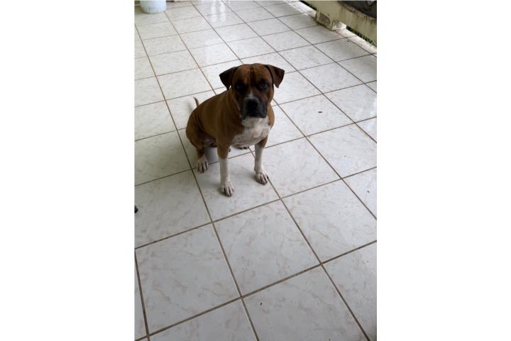 Perro Boxer mix