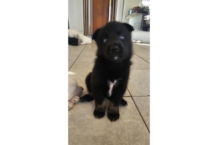 Siberian Husky Mix con German Shepherd  Puerto Rico