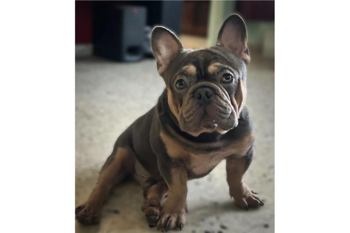 French Bulldog Puerto Rico