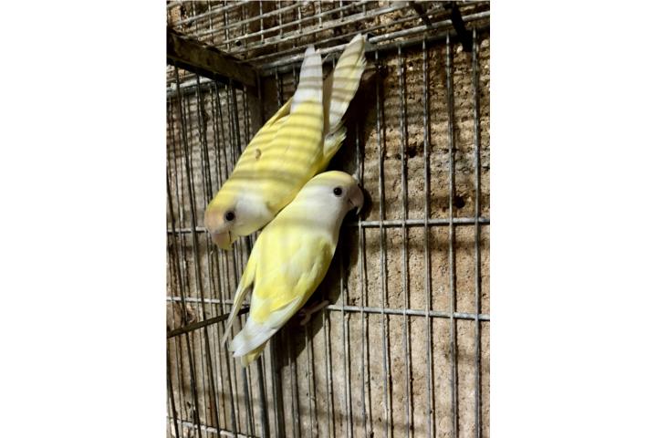 Pareja de lovebird creminos Puerto Rico