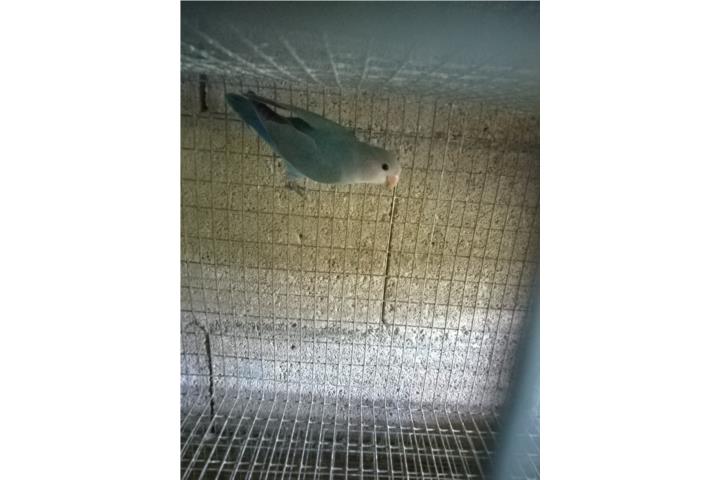 Lovebird Puerto Rico