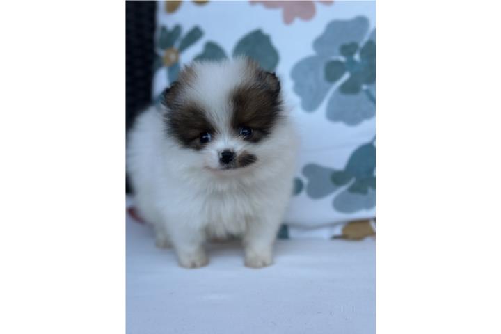 Pomeranian Machito Puerto Rico