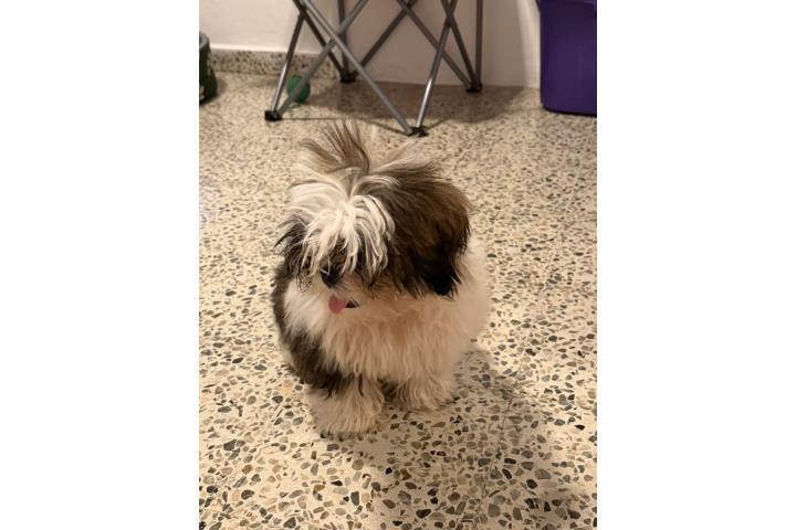Perro shitzu 6 meses  Puerto Rico