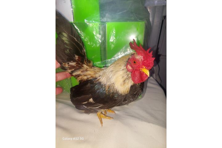Gallito Kiri Puerto Rico