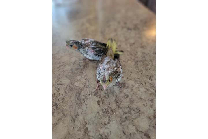 Cockatiel