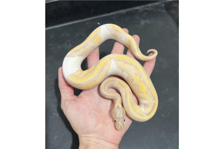 Ball pythons Puerto Rico