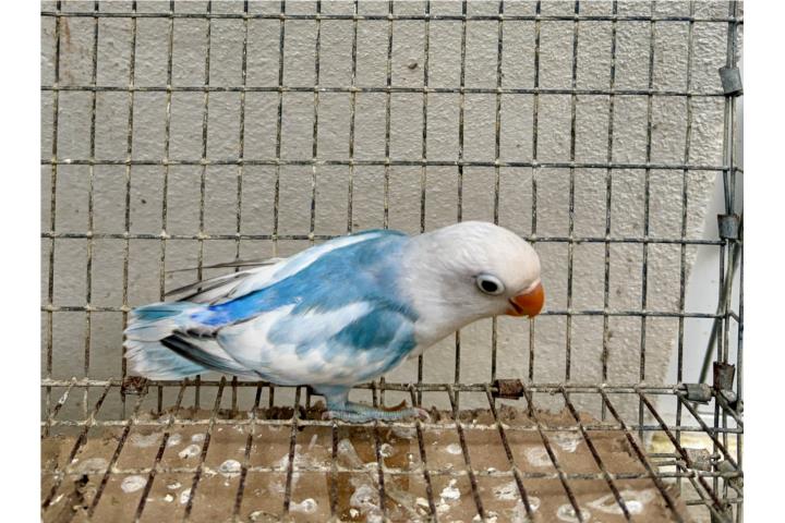 Lovebird pinto anillado Puerto Rico