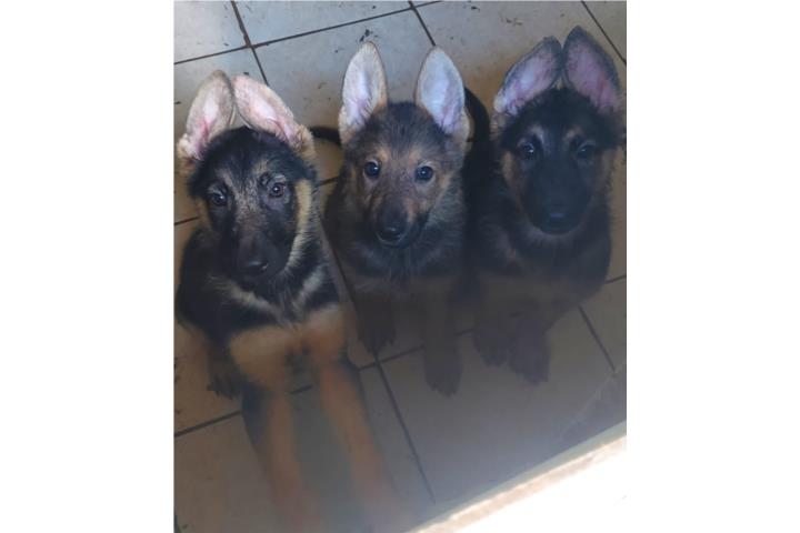 Preciosos cachorros Germán Shepherd 275 Puerto Rico