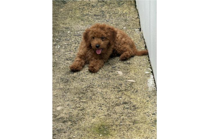 MINI GOLDEN DOODLE HEMBRA Puerto Rico