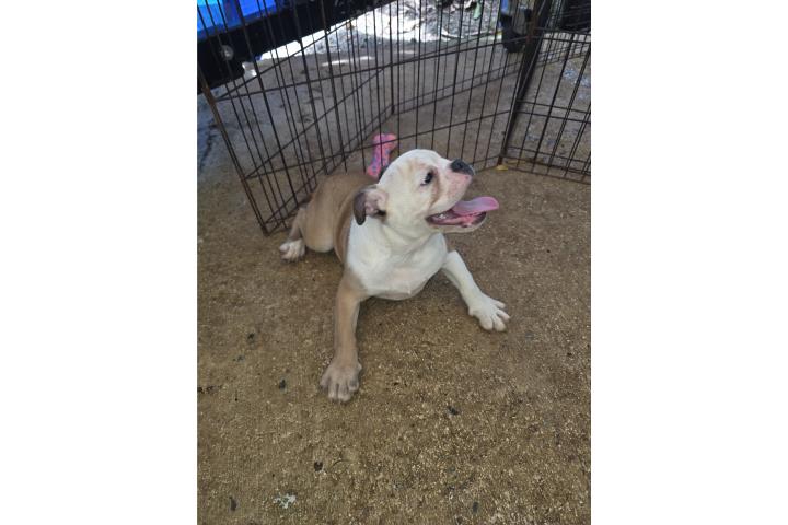 English Bulldog papeles a la mano  Puerto Rico