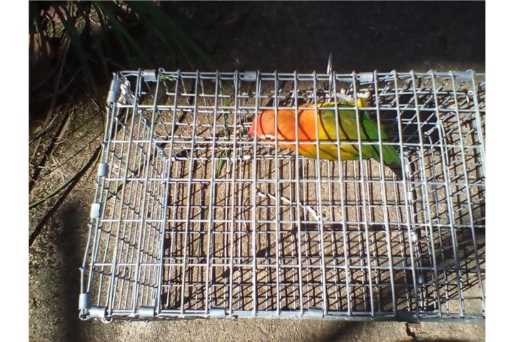 LOVEBIRD EUWING HEMBRA LISTA PARA PROCREAR Puerto Rico