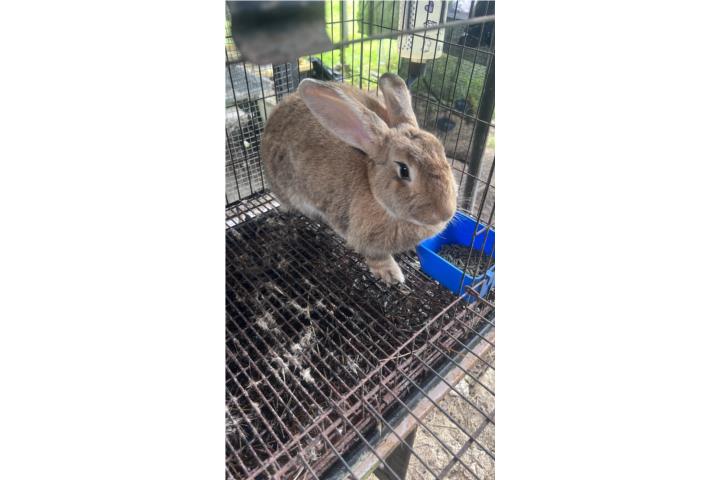Coneja Gigante de Flandes