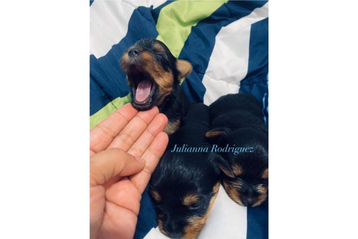 Yorkshire Terrier (Yorkie) Puerto Rico