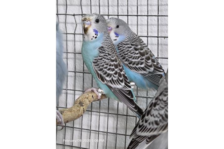 Periquita Moñua Azul Jovencita  Puerto Rico