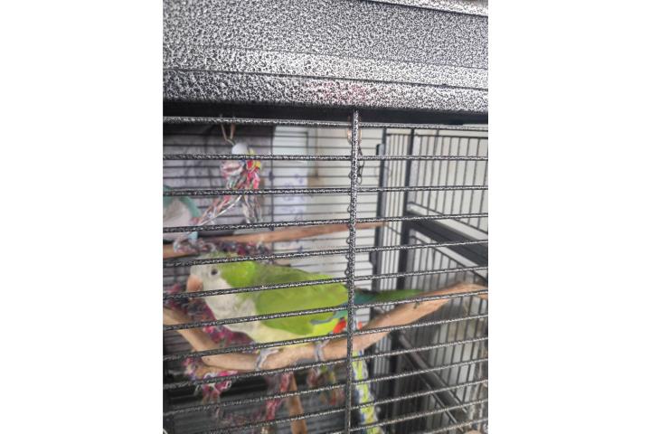Quaker macho verde  Puerto Rico
