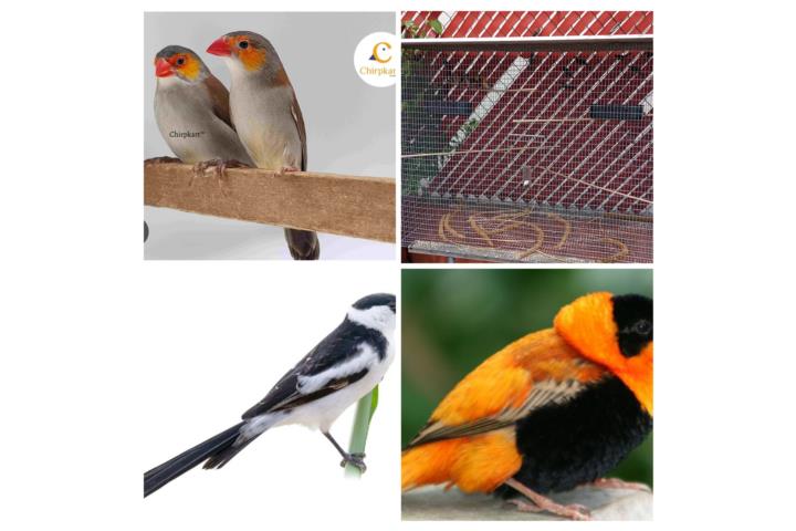 Finches mixtos y jaula grande nueva  Puerto Rico