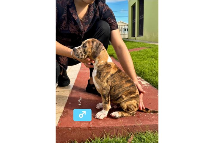 American Bully XL (Exóticos/Extreme) Puerto Rico