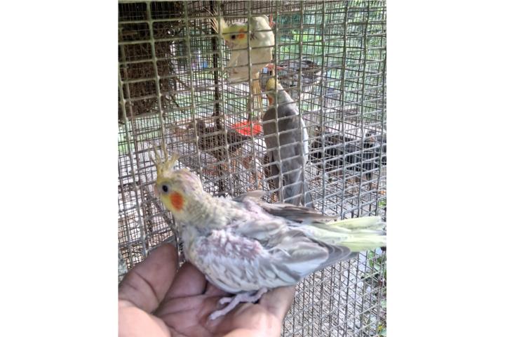 Cockatieles BB en venta  Puerto Rico
