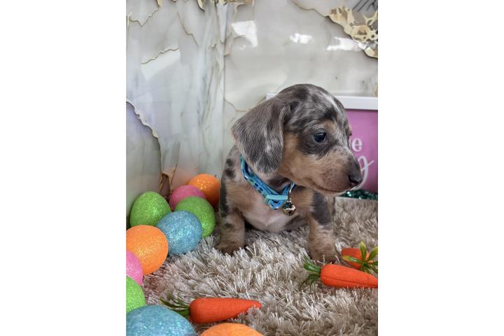 Mini dachshund  Puerto Rico