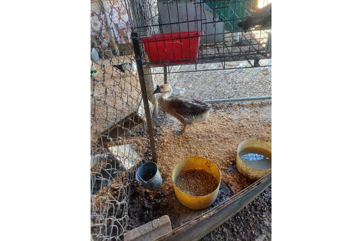Venta de ganso macho Puerto Rico