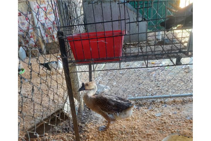 Ganso africano macho Puerto Rico