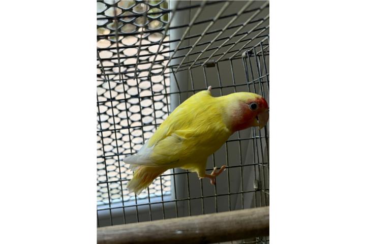 Lovebird macho lutino Puerto Rico