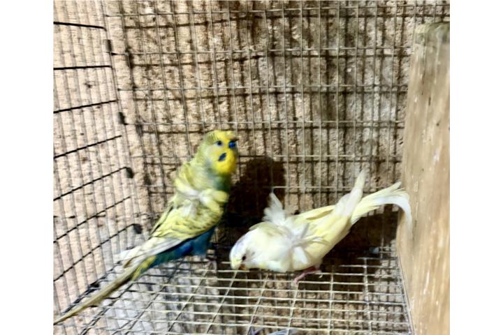 Pareja de pericos celestiales  Puerto Rico