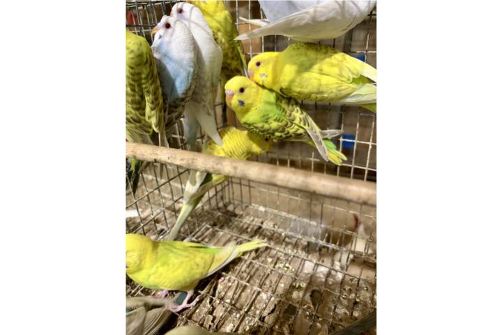 Pericos fallow Puerto Rico