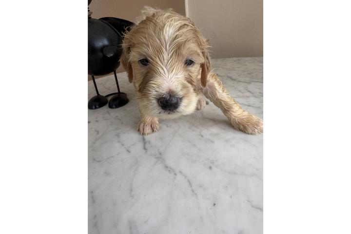Goldendoodle F1 Hembra Beige Marmoleada Puerto Rico