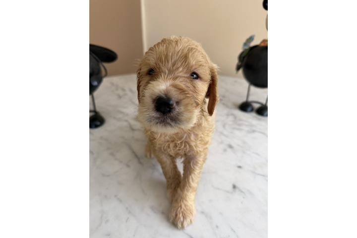 Goldendoodle F1 Macho Beige Marmoleado Puerto Rico