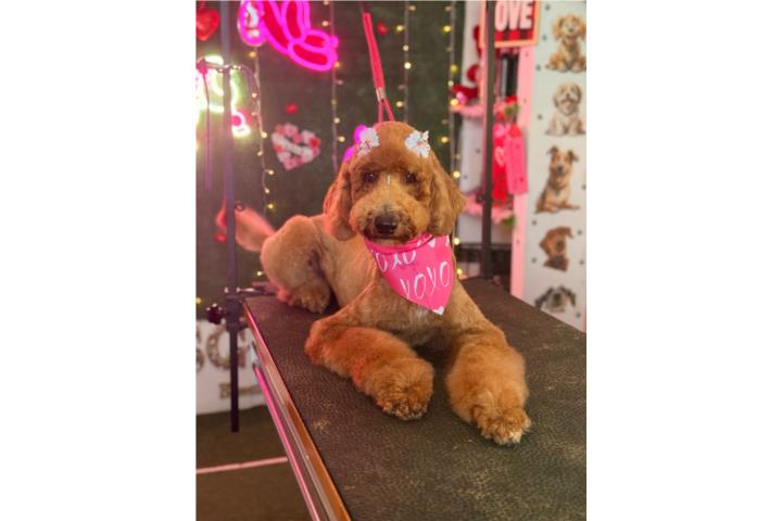 Goldendoodle varios precios depende $2000 Puerto Rico