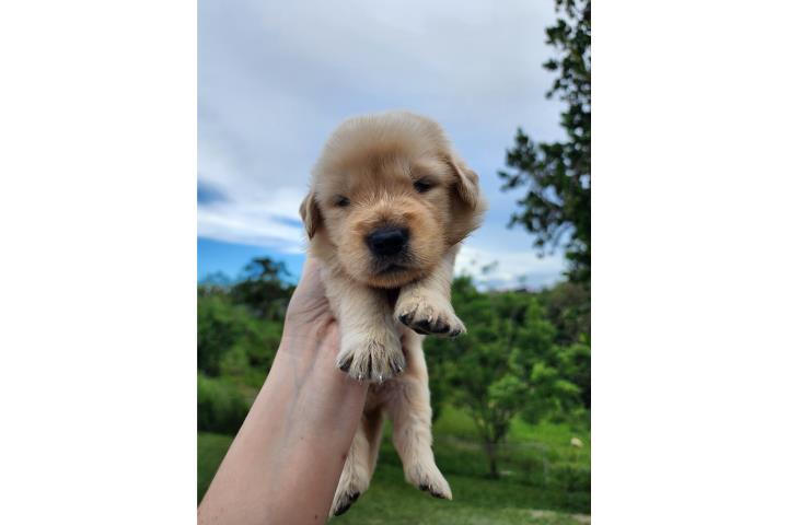 Golden Retriever  Puerto Rico