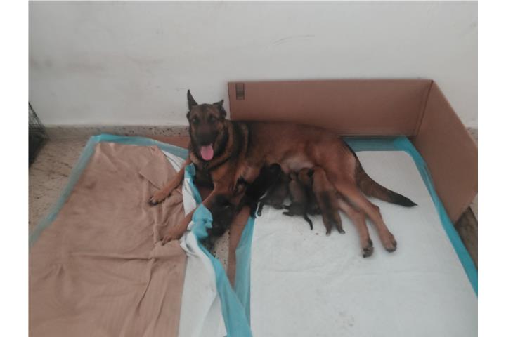 PASTOR BELGA MALINOIS Puerto Rico
