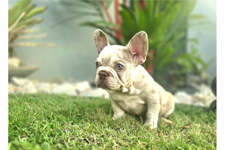 French bulldog Isabela merle Puerto Rico