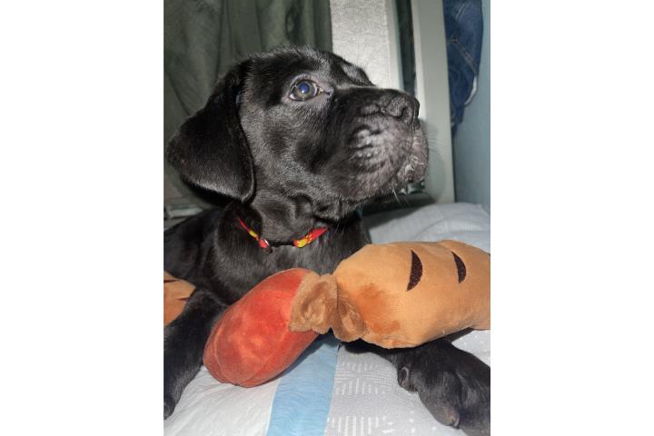 Cane corso puppy Puerto Rico
