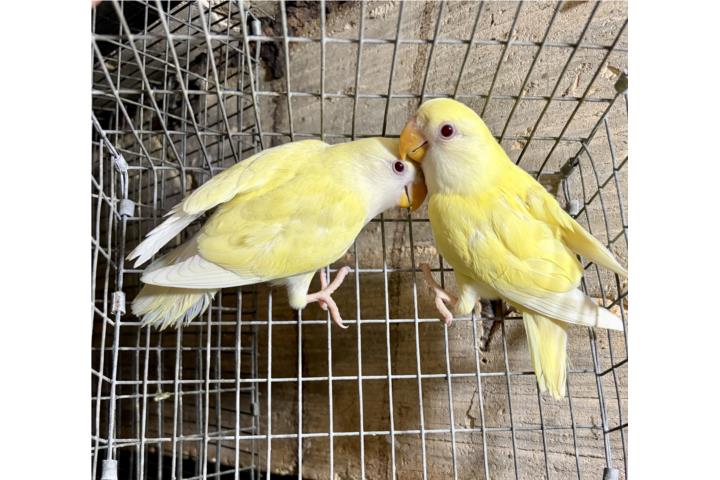Pareja de lovebird creminos  Puerto Rico
