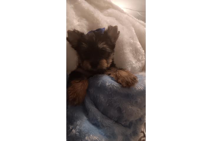 Yorkie toy macho $ 650.oo Puerto Rico