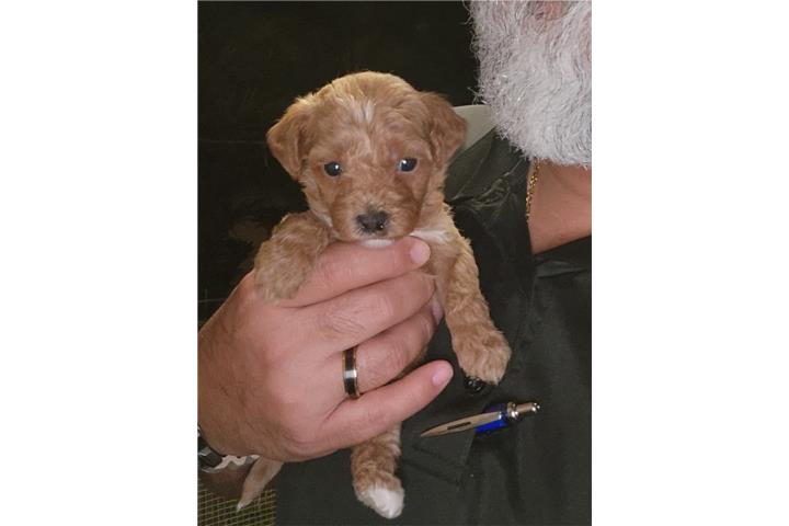 Perritos Mini Goldendoodle Puerto Rico