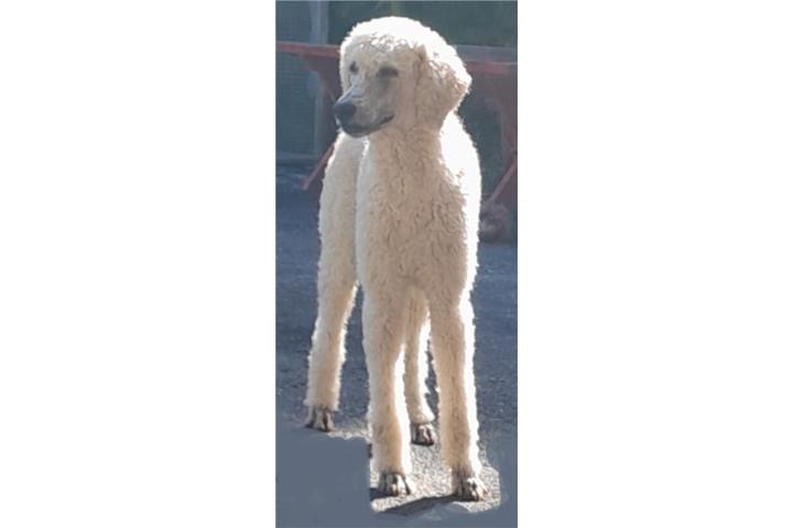 STANDARD POODLE MACHO CON PAPELES Puerto Rico