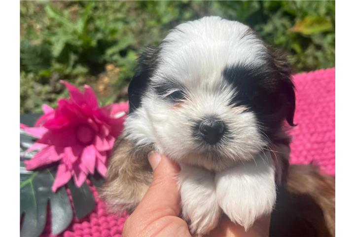 Hermosos perritos Shih Tzu Puerto Rico