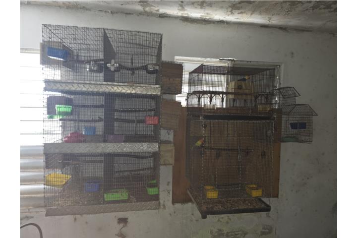 Lote de 33 lovebird  Puerto Rico