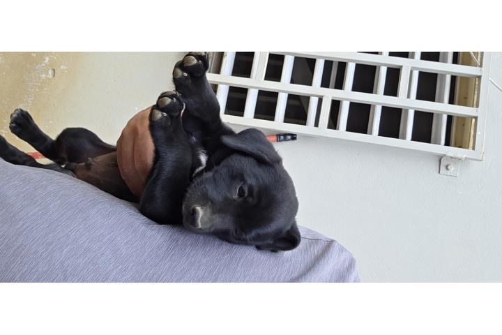 Perro macho madre labrador padre santo  Puerto Rico