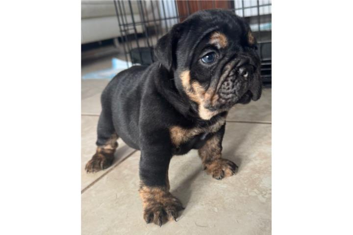 Bulldog ingles Puerto Rico