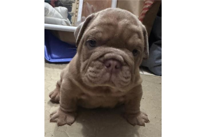 Bulldog ingles Puerto Rico